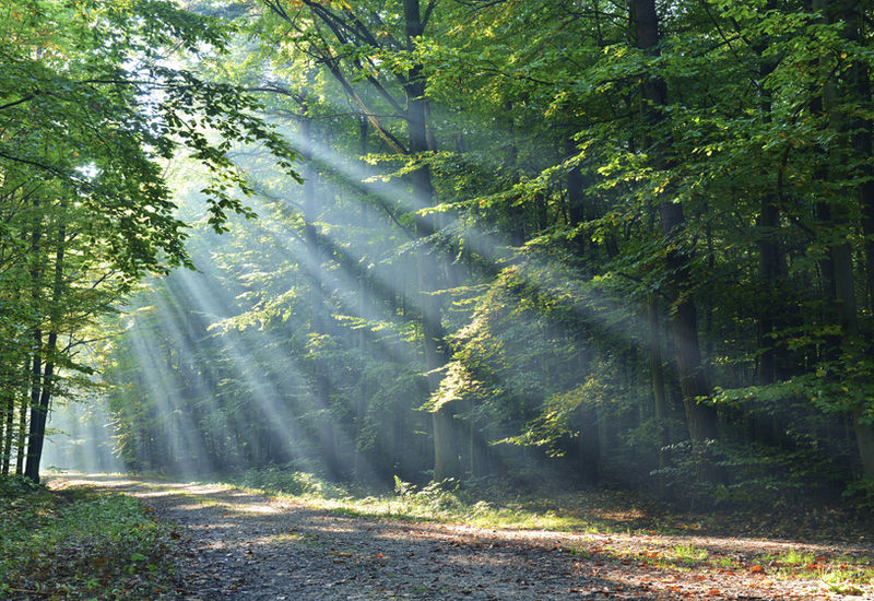 Sunrays breaking through a forest canopy