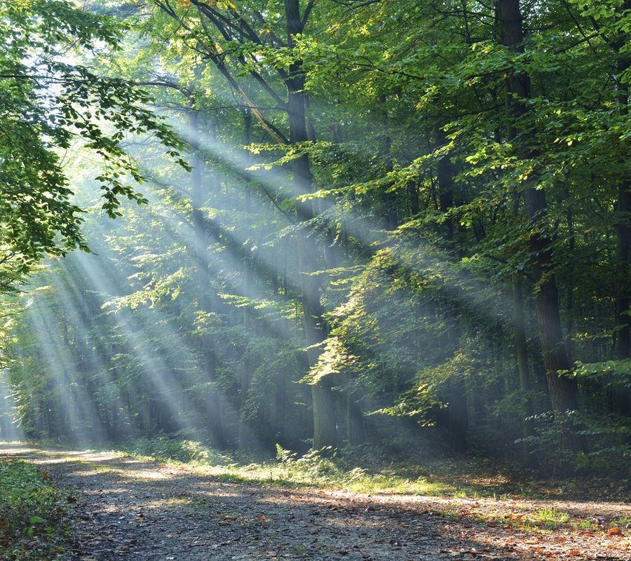 Morning sun breaking through forest trees